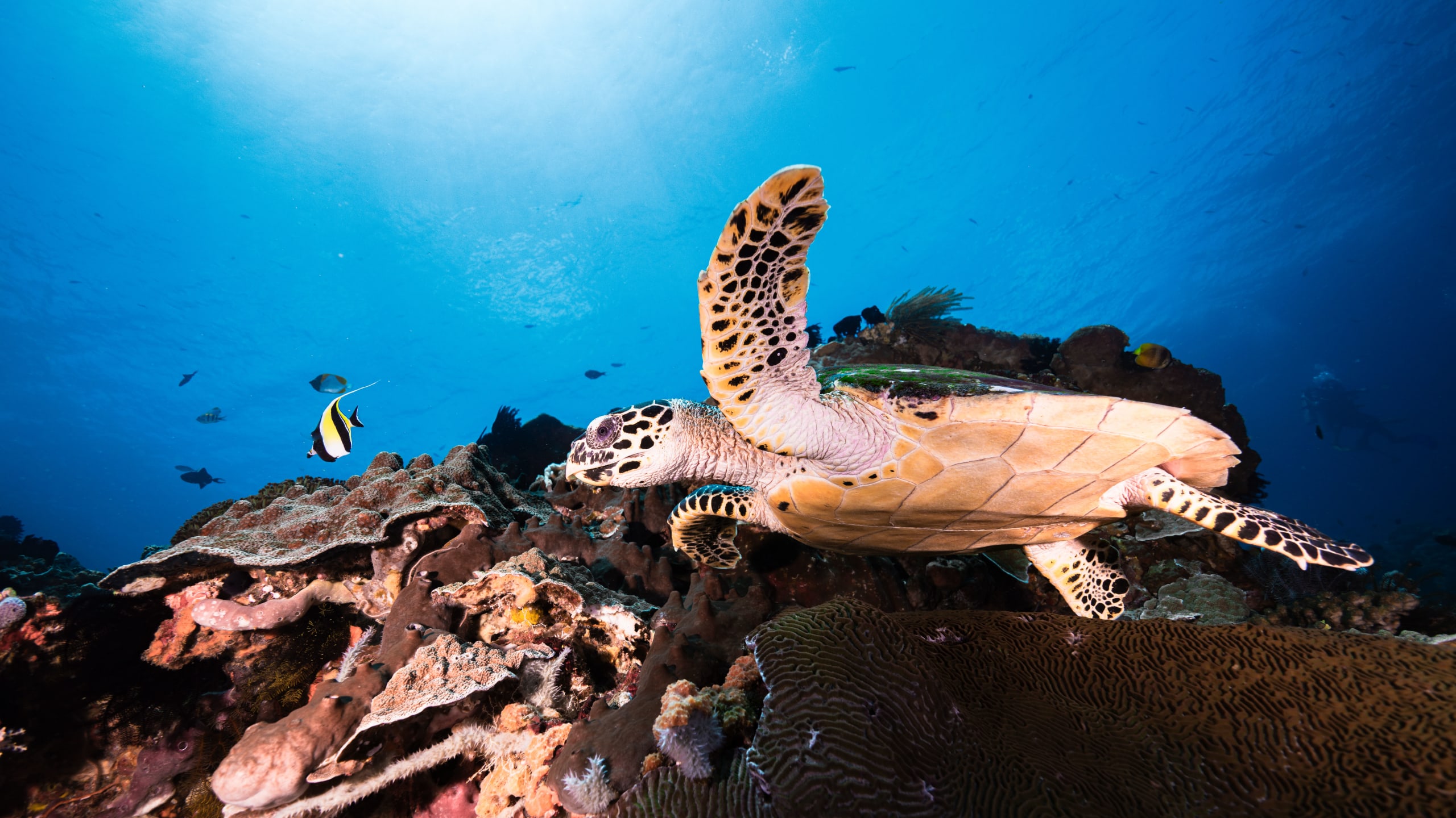 Nusa Penida Diving Prices and Policies